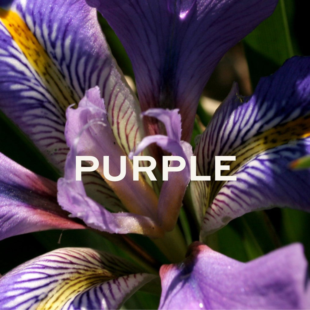 Purple Floral & Botanical Wall Art