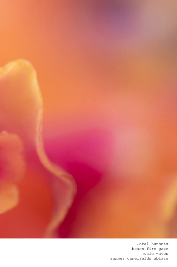 Orange macro botanical photography. Abstract. Colour field with yellow wave, pink petals. Wall Art by Vicki Katthagen.