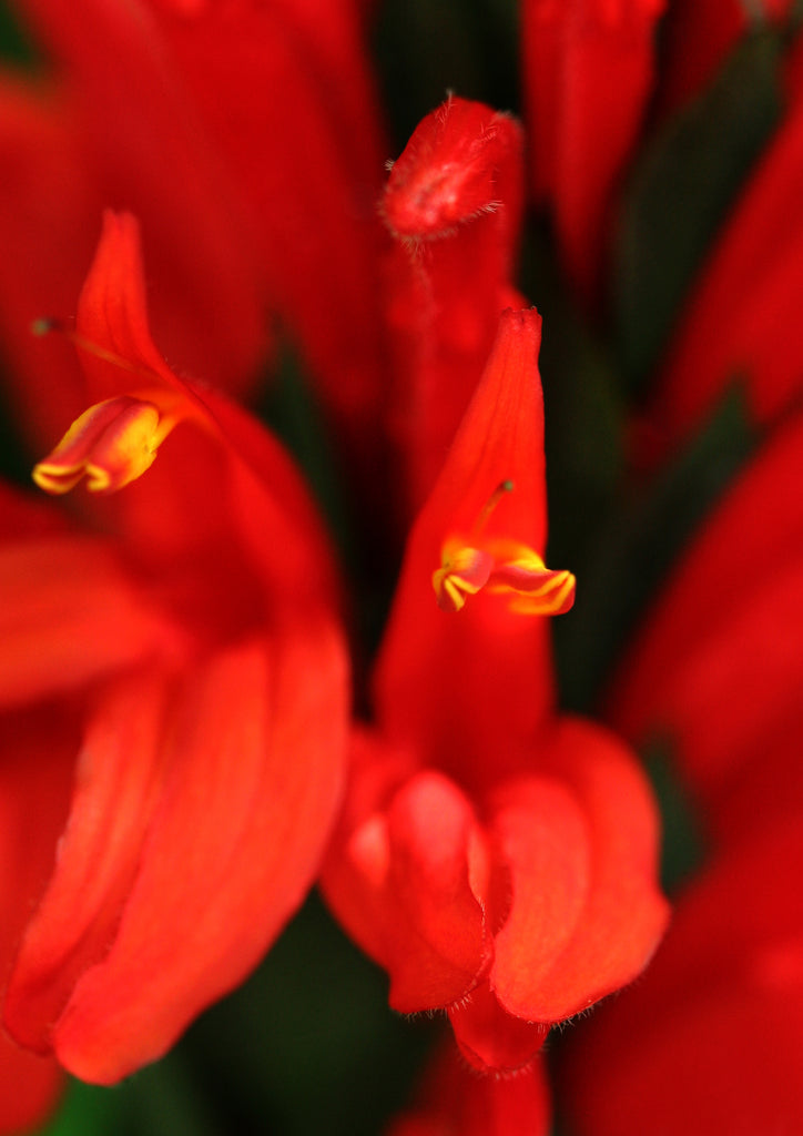 Macro Style Photograph or close up of Bright Red Snap Dragon Flowers that look like magical fire. Floral and Botanical Wall Art available in Giclée Archival Fine Art and Poster Art Prints. Photographed by Vicki K and produced in Australia. Redefine your home décor style through art and colour.