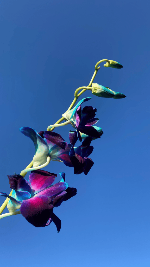 Blue Background purple Flowers. Botanical Wall Art available in Giclée Archival Fine Art and Poster Art Prints. Photographed by Vicki K and produced in Australia. Redefine your home décor style through art and colour. The Home of mood defining collections of professionally photographed artwork.