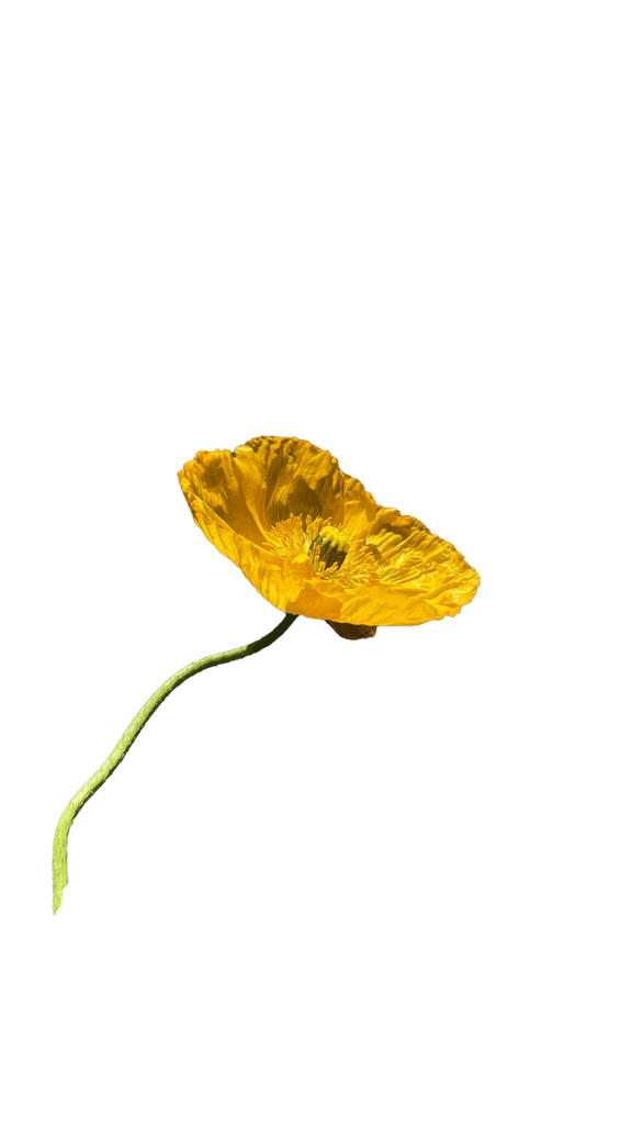 Yellow Flower Sticker. Botanical Wall Art available in Giclée Archival Fine Art and Poster Art Prints. Photographed by Vicki K and produced in Australia. Redefine your home décor style through art and colour. The Home of mood defining collections of professionally photographed artwork.
