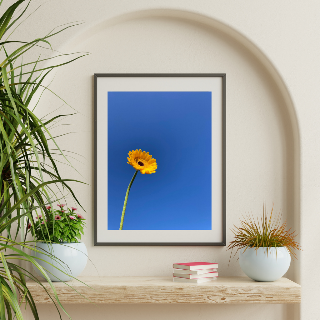 Blue Background Yellow Flower in a black frame hung in an alcove. Botanical Wall Art available in Giclée Archival Fine Art and Poster Art Prints. Photographed by Vicki K and produced in Australia. Redefine your home décor style through art and colour. The Home of mood defining collections of professionally photographed artwork.