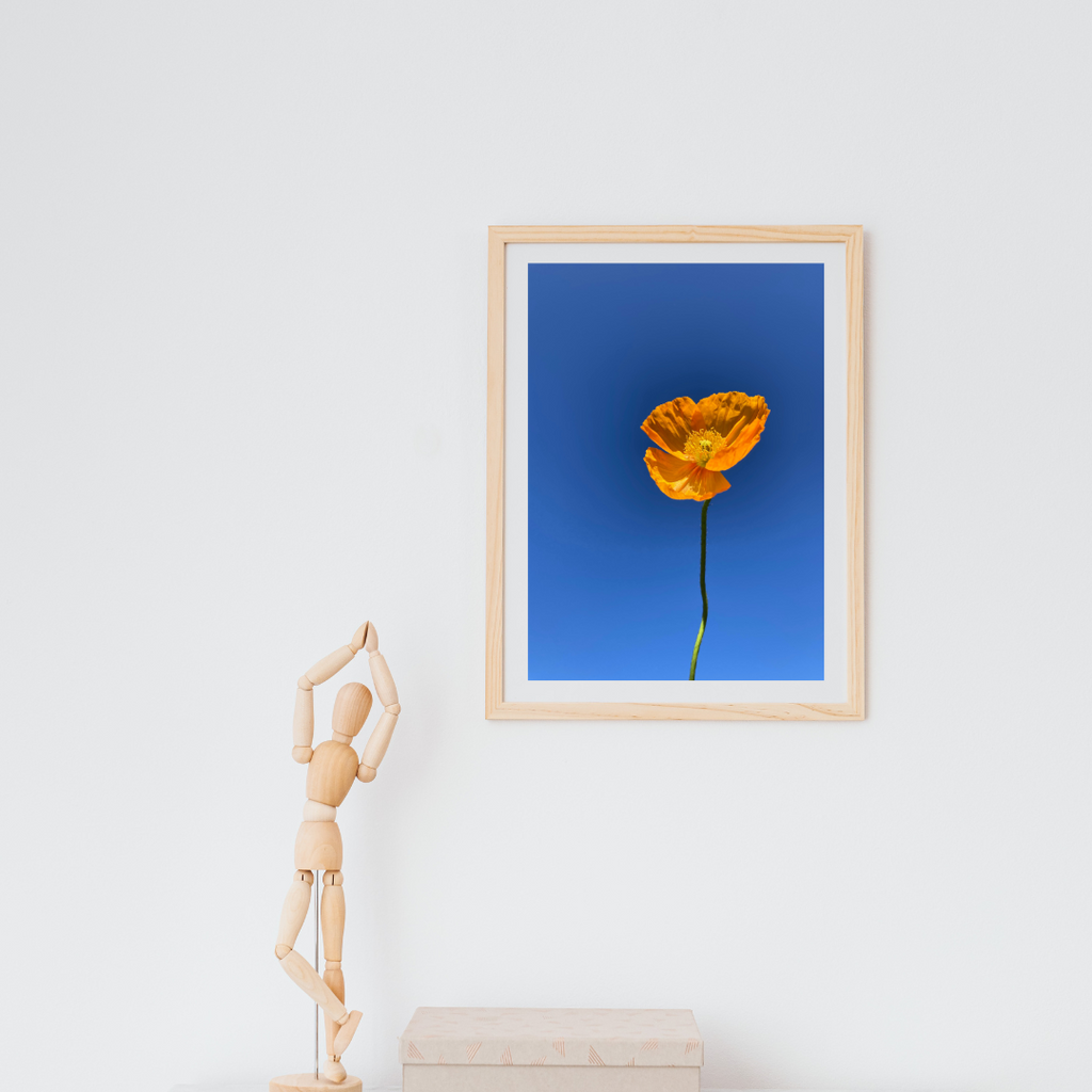Hung on the wall above a coffee table is this Blue Background Yellow Flowers. Botanical Wall Art available in Giclée Archival Fine Art and Poster Art Prints. Photographed by Vicki K and produced in Australia. Redefine your home décor style through art and colour. The Home of mood defining collections of professionally photographed artwork.